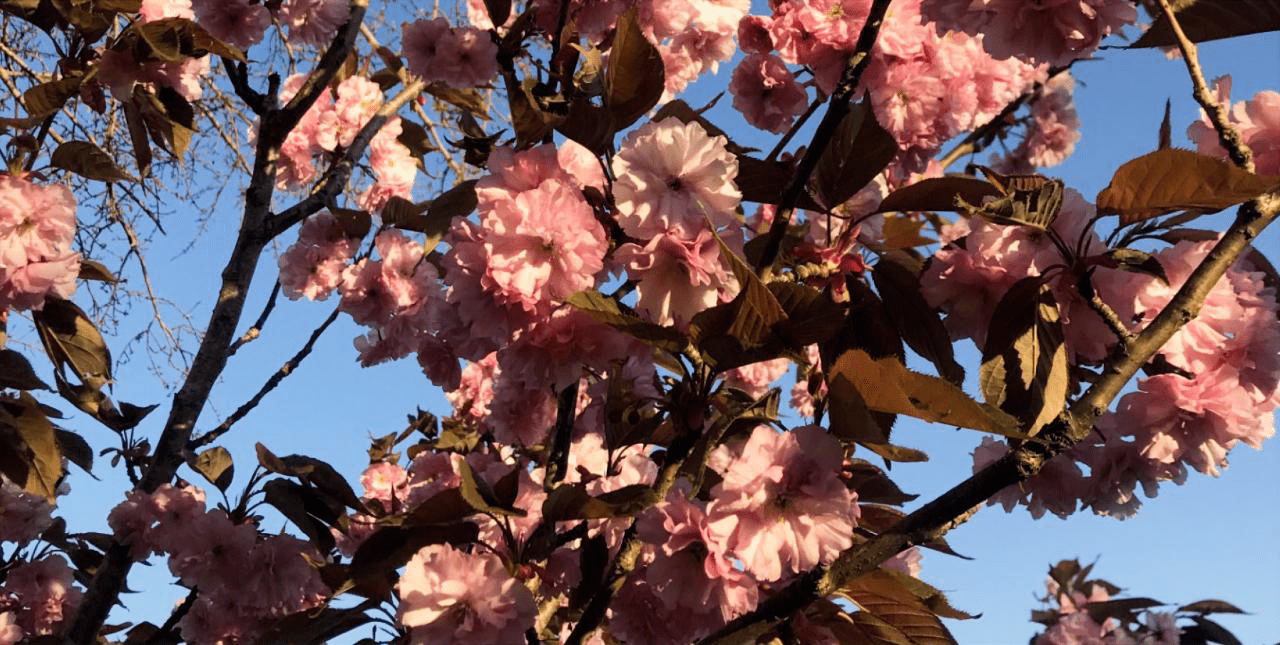 Försommarmingel – Lokala Forum Väst